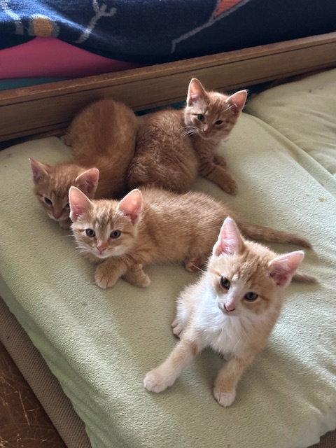 Enlarge Cheesecake, a Adoptable American Shorthair in Kohler, WI image 2/3