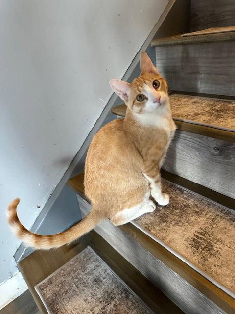 Enlarge Cheesecake, a Adoptable American Shorthair in Kohler, WI image 3/3