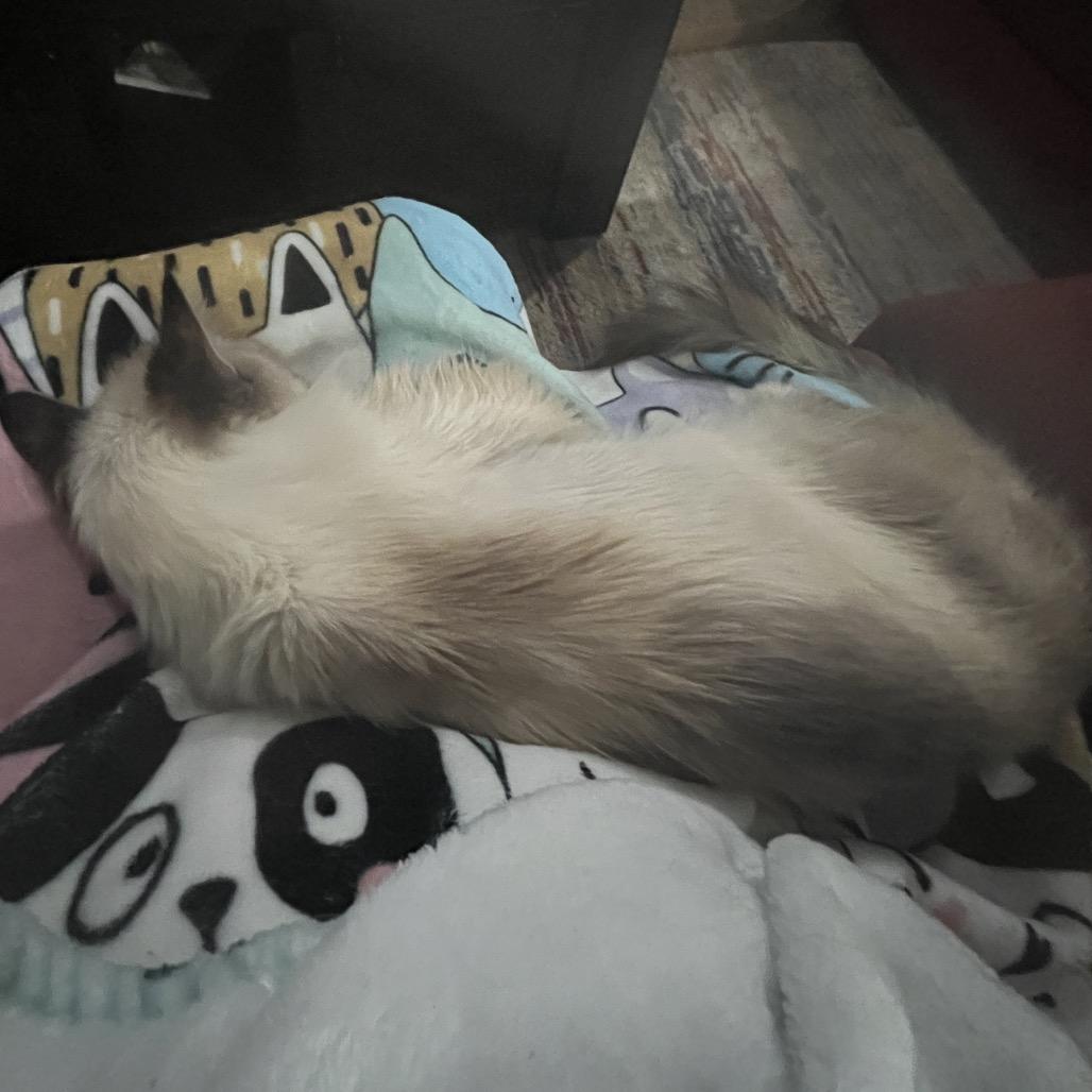 Enlarge Newman, a Adoptable Snowshoe in Flower Mound, TX image 1/3