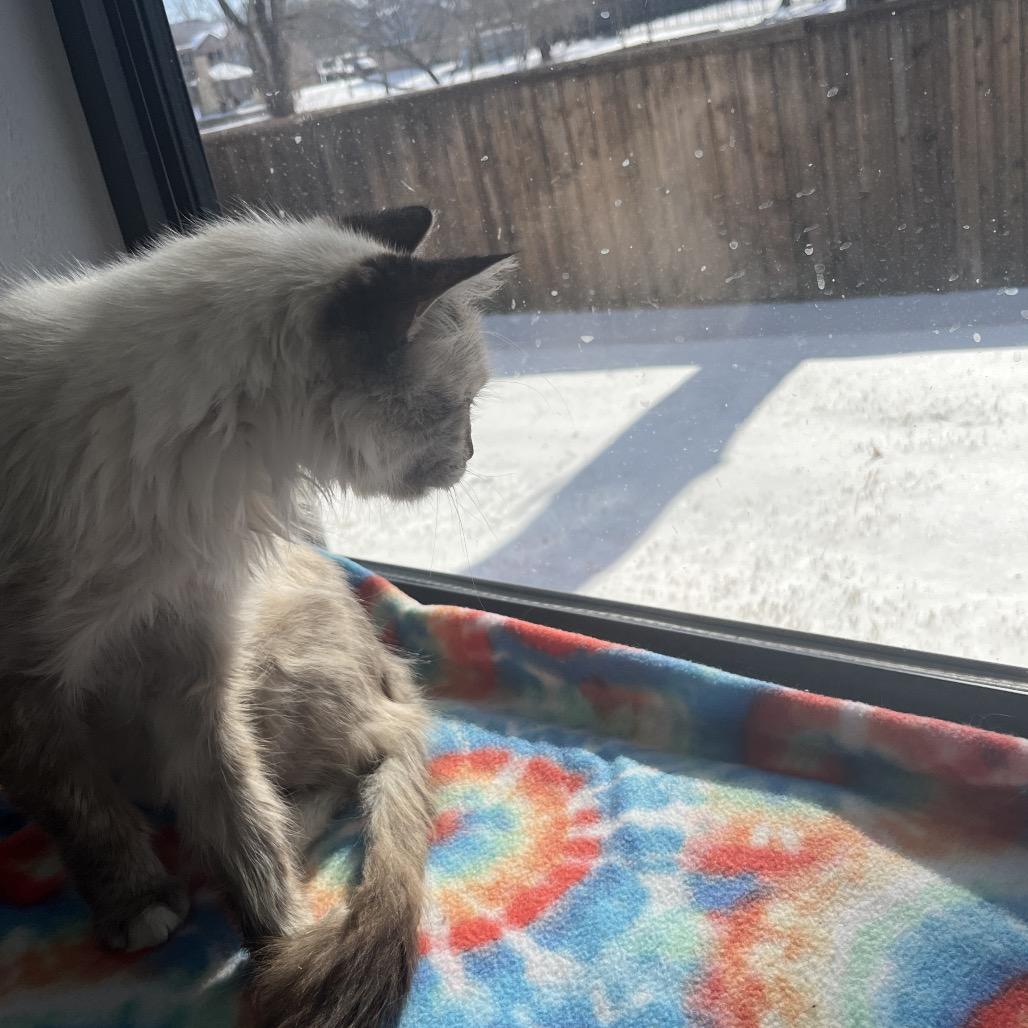 Enlarge Newman, a Adoptable Snowshoe in Flower Mound, TX image 2/3