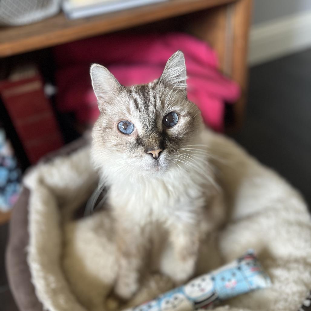 Newman, Adoptable, Senior Male Snowshoe.