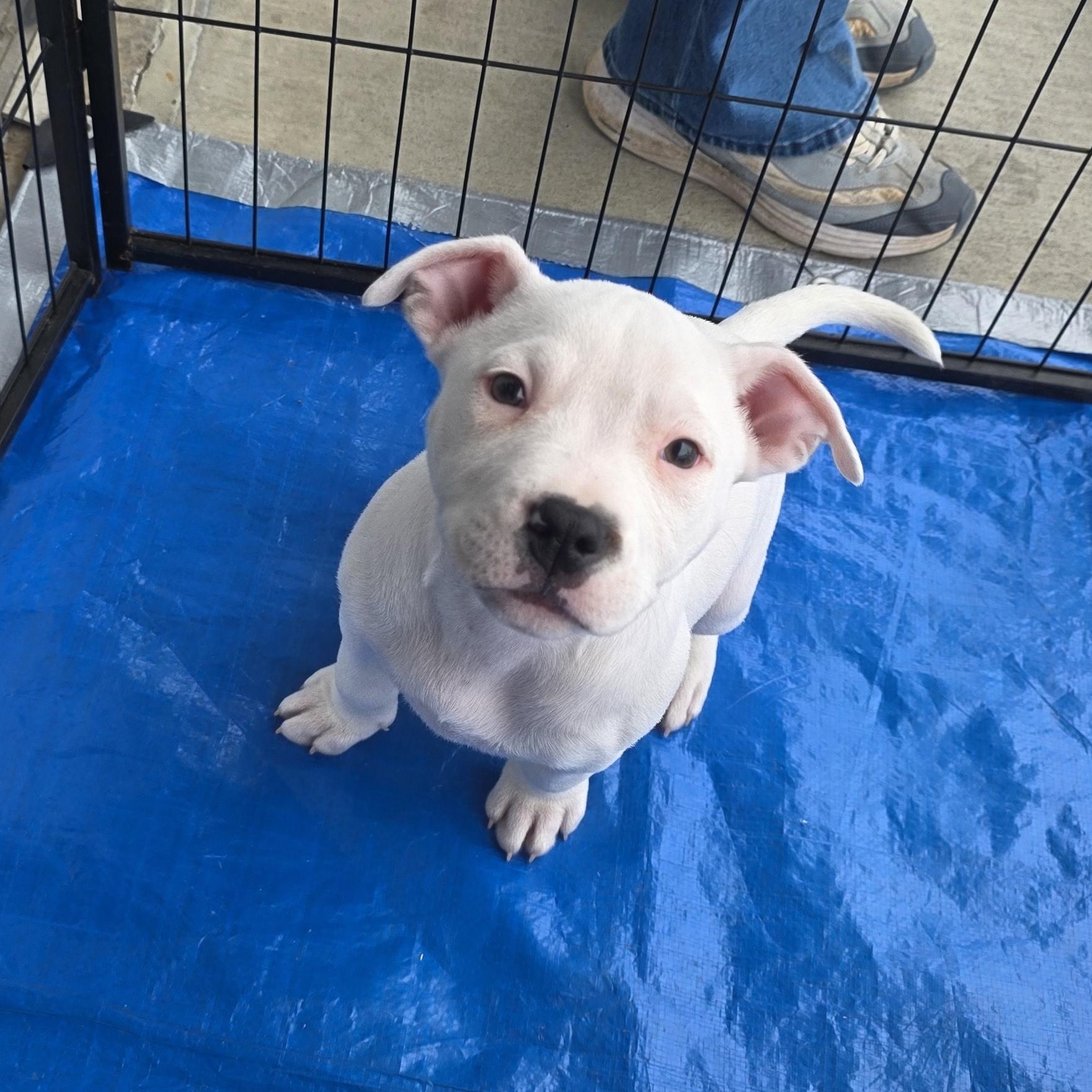 Dallas, an adopted mixed breed in Dallas, TX image 3/6