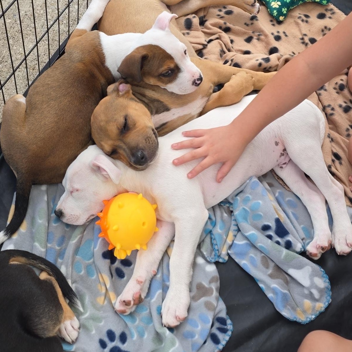 Dallas, an adopted mixed breed in Dallas, TX image 4/6