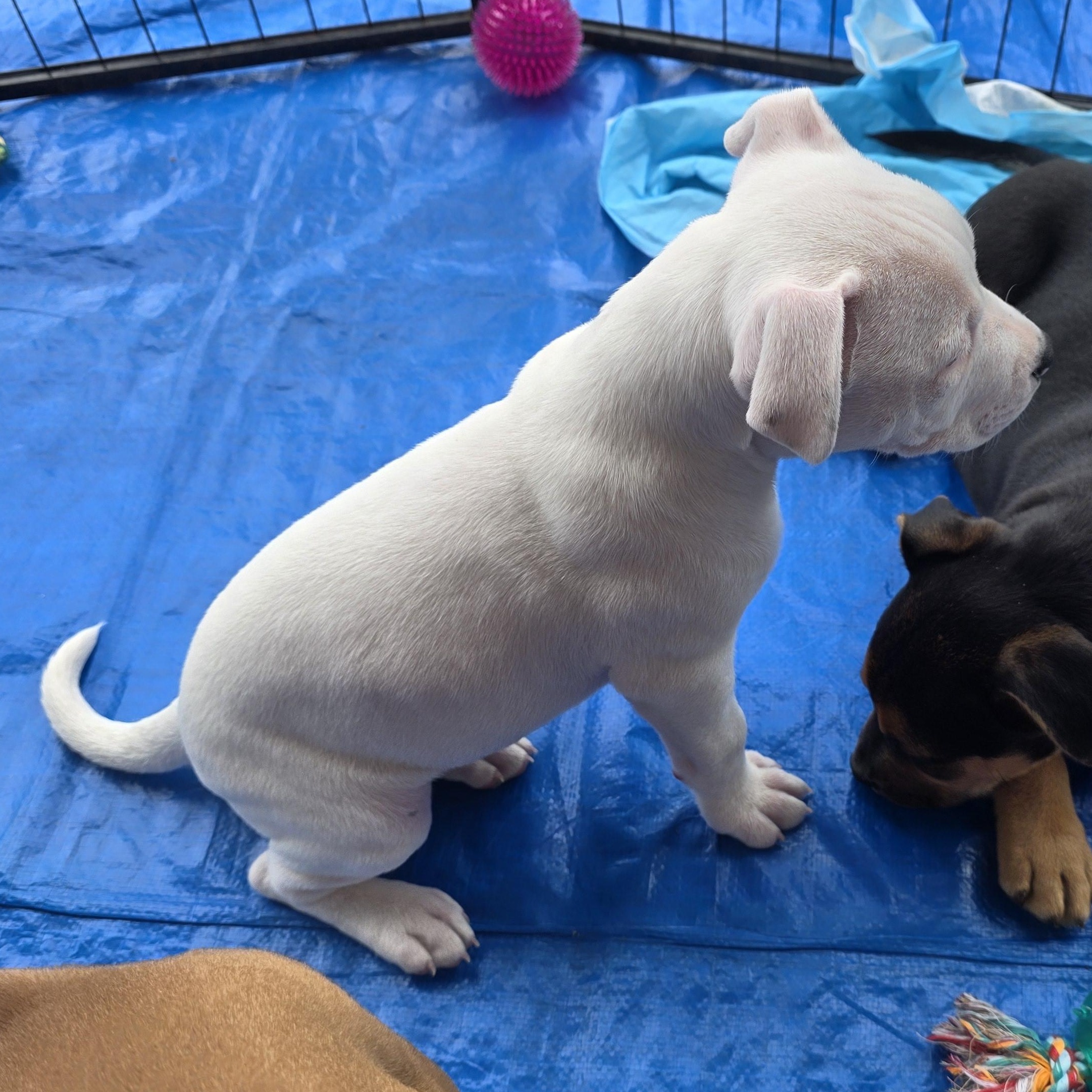 Dallas, an adopted mixed breed in Dallas, TX image 6/6