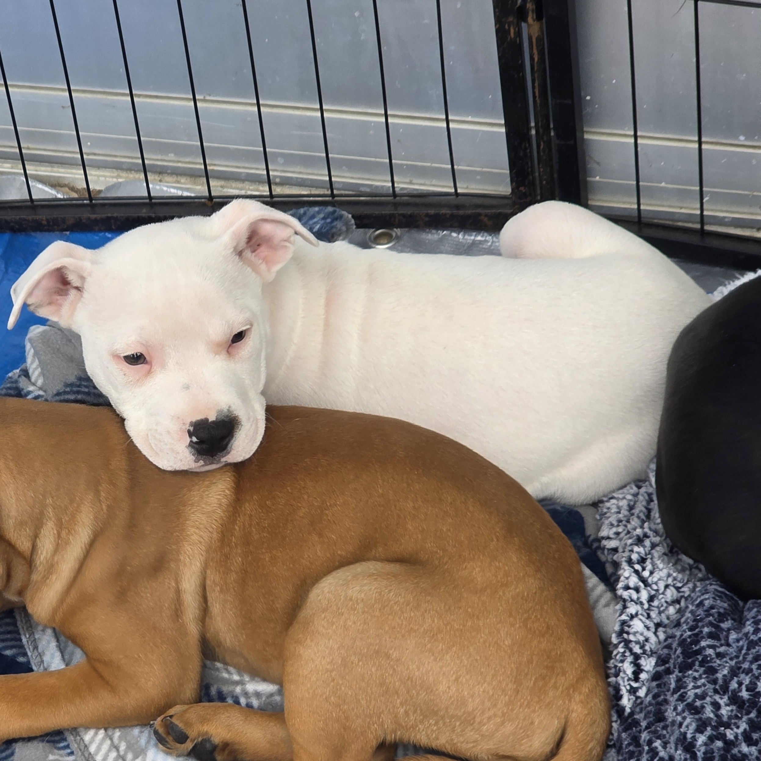 Dallas, an adopted mixed breed in Dallas, TX image 5/6