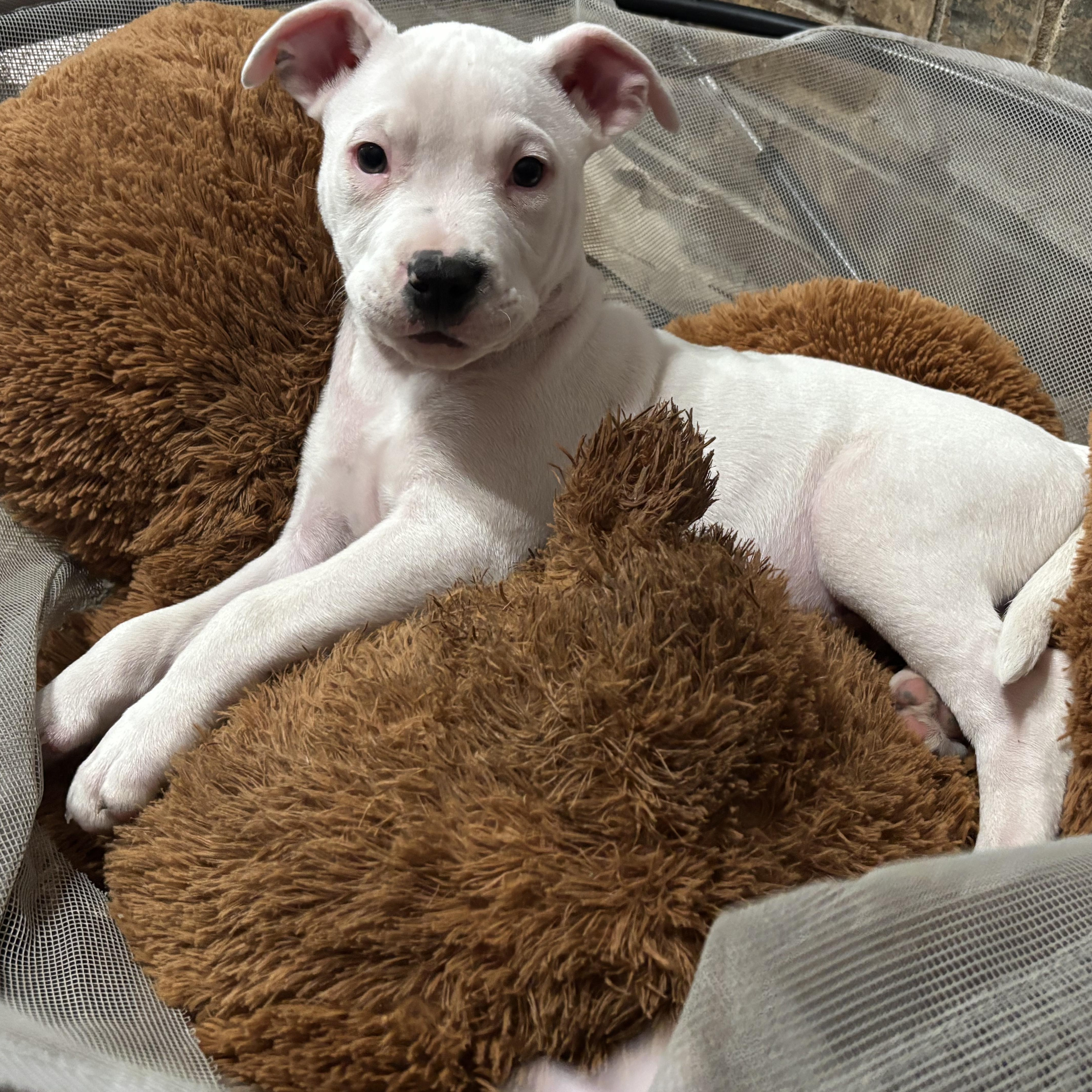 Dallas, an adopted mixed breed in Dallas, TX image 2/6