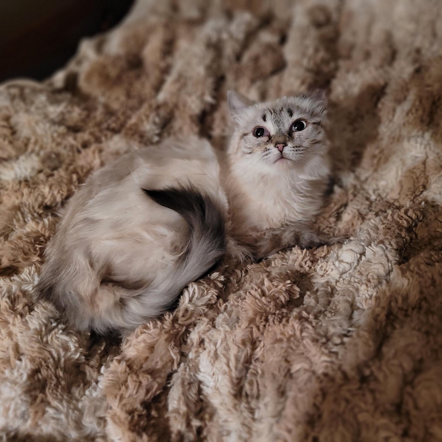 Maddie, adopted, Kitten Female Siamese & Domestic Short Hair.