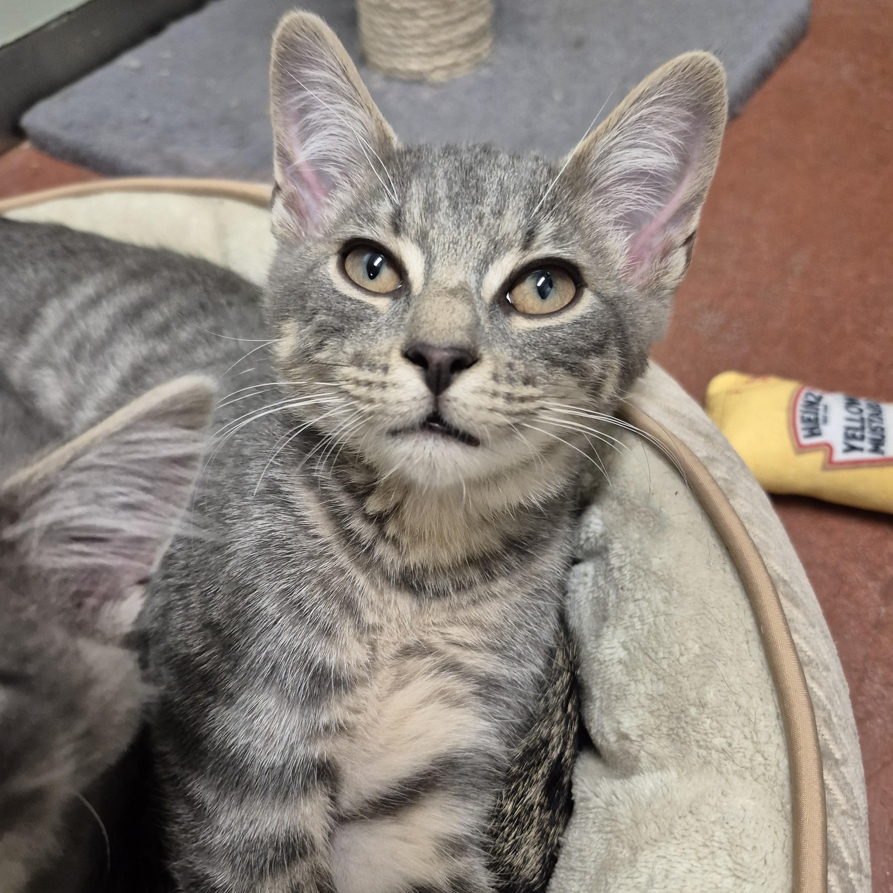Fenway, a Adoptable Domestic Short Hair in Tioga, PA image 3/5