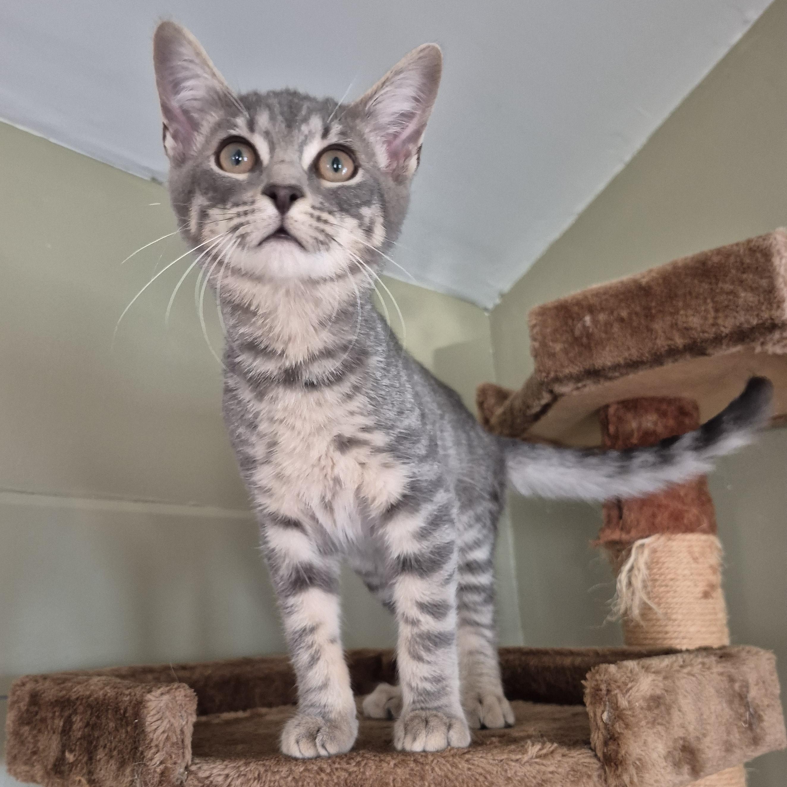 Fenway, a Adoptable Domestic Short Hair in Tioga, PA image 2/5