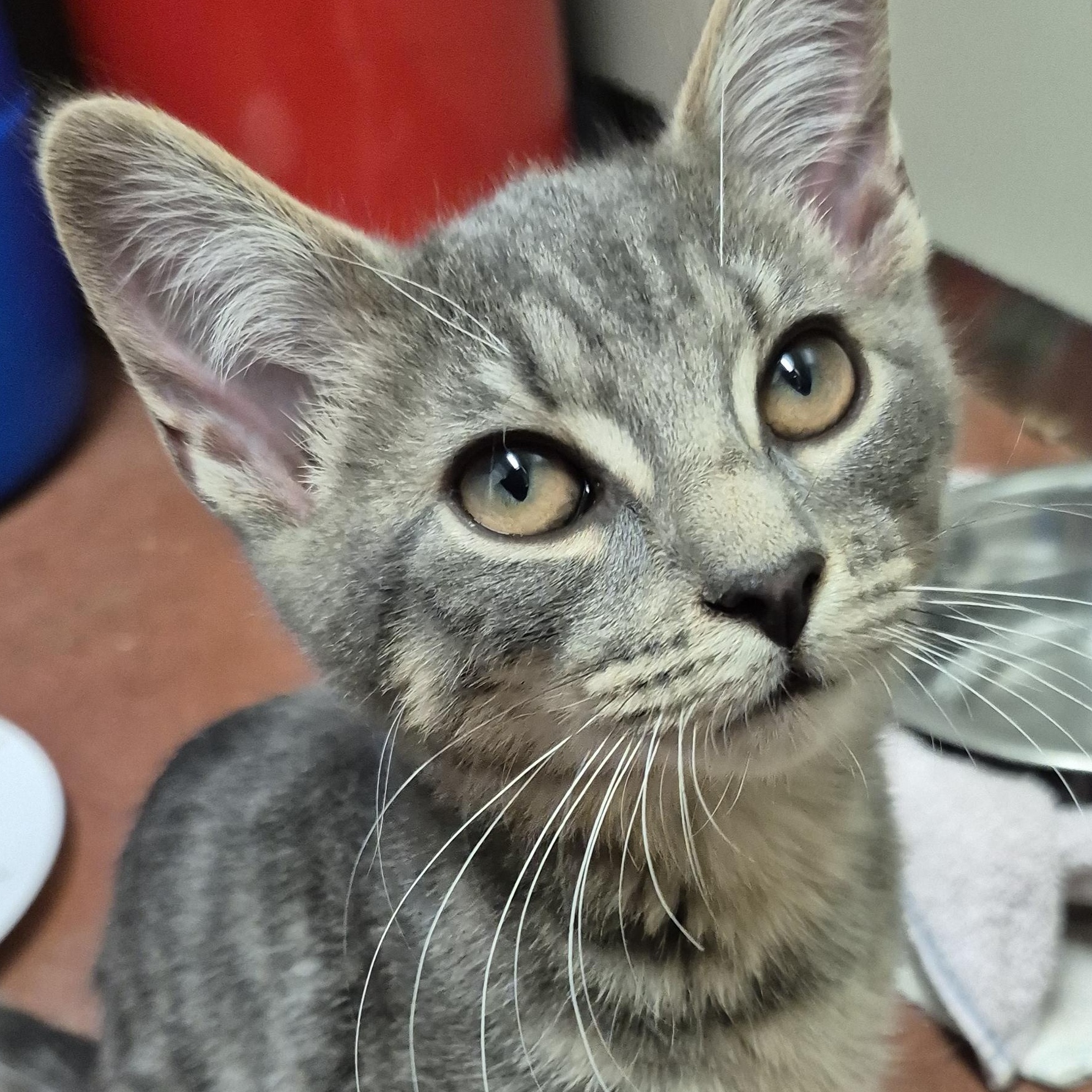 Fenway, a Adoptable Domestic Short Hair in Tioga, PA image 1/5