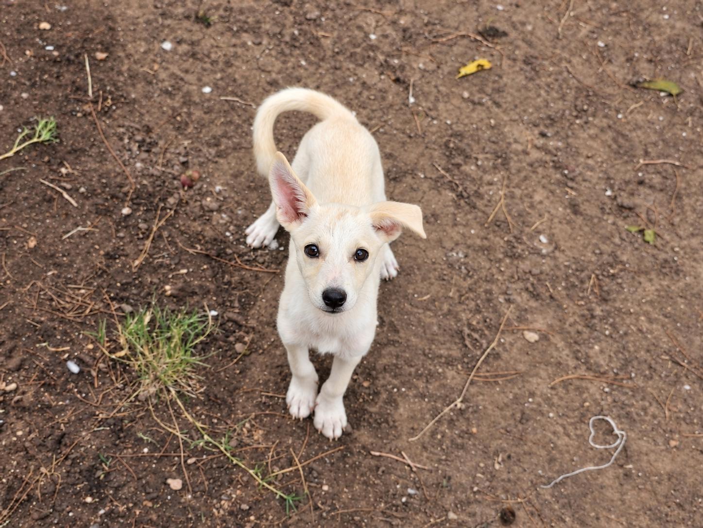 Ron Stoppable, Adoptable, Puppy Male Chihuahua & Terrier.