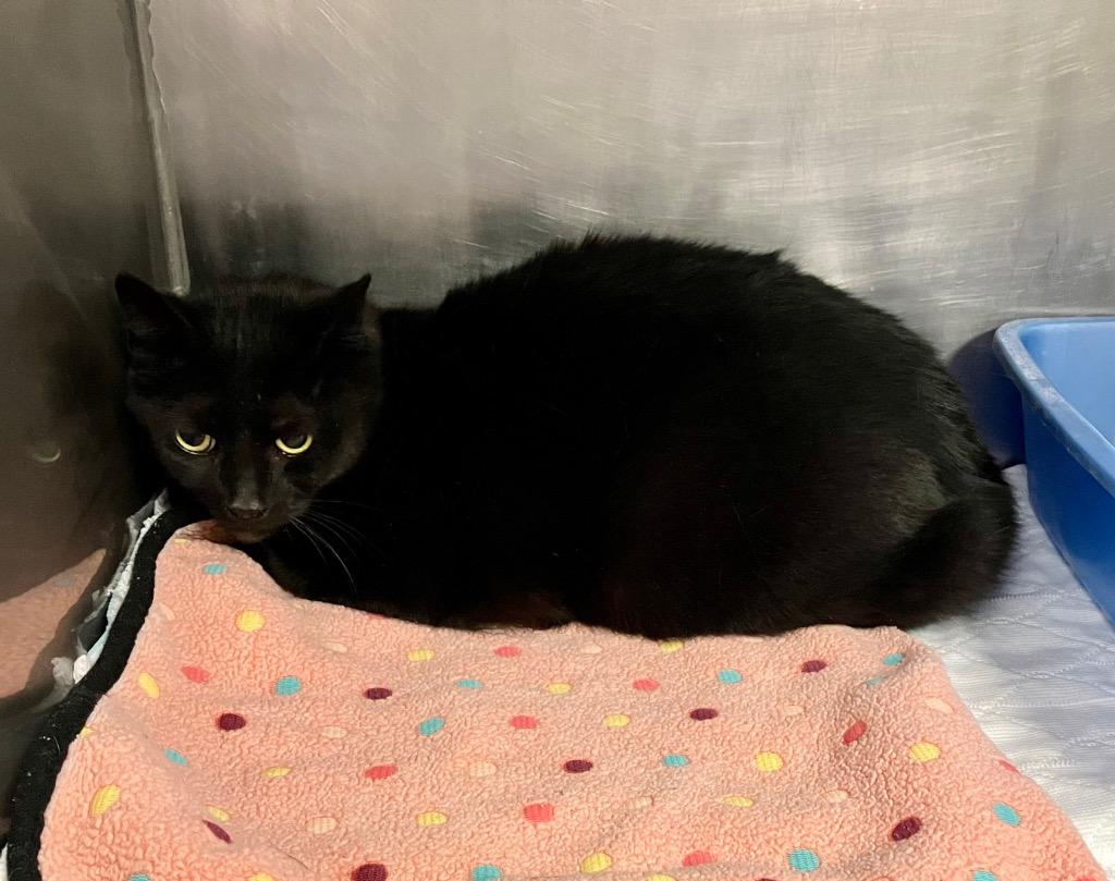 Enlarge Gypsy, a Adoptable Domestic Short Hair in New Manchester, WV image 1/1