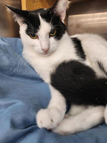 Enlarge Jasper - Petsmart Plantation, a Adoptable Domestic Short Hair in Oakland Park, FL image 1/1