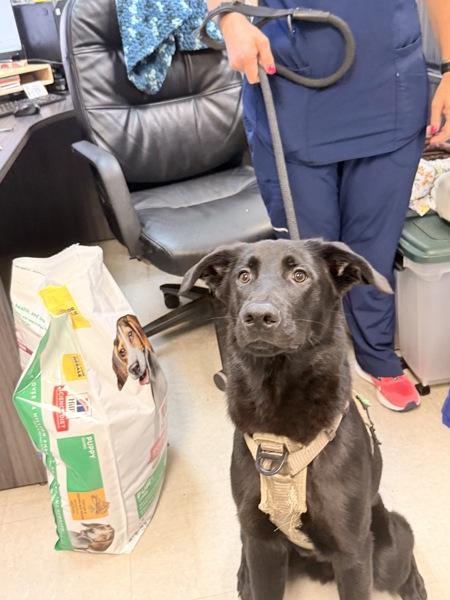 Enlarge Tortilla, a Adoptable mixed breed in Mobile, AL image 1/1