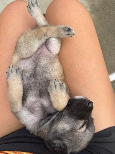 Bernadette (Spelling "B" litter), a Adoptable mixed breed in Redwood City, CA image 4/6