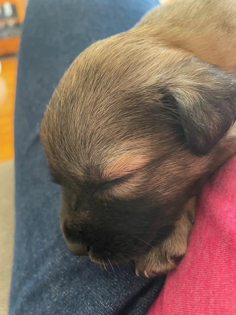 Bernadette (Spelling "B" litter), a Adoptable mixed breed in Redwood City, CA image 3/6