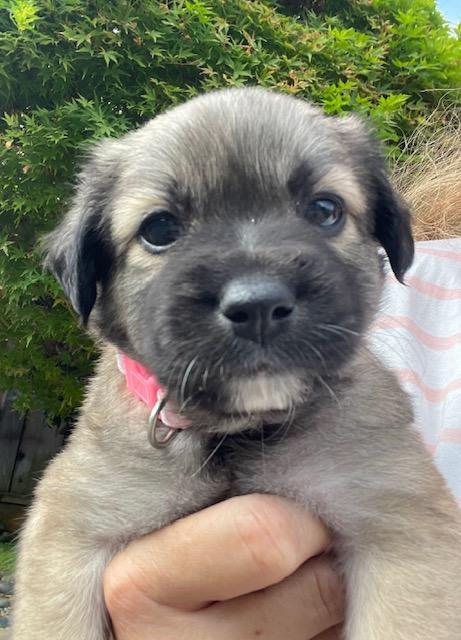 Bernadette (Spelling "B" litter), a Adoptable mixed breed in Redwood City, CA image 1/6