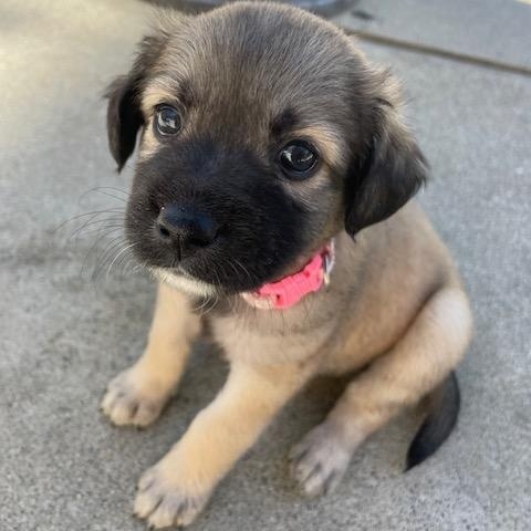 Bernadette (Spelling "B" litter), a Adoptable mixed breed in Redwood City, CA image 5/6