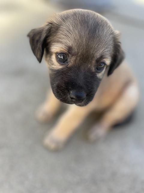 Bernadette (Spelling "B" litter), a Adoptable mixed breed in Redwood City, CA image 2/6