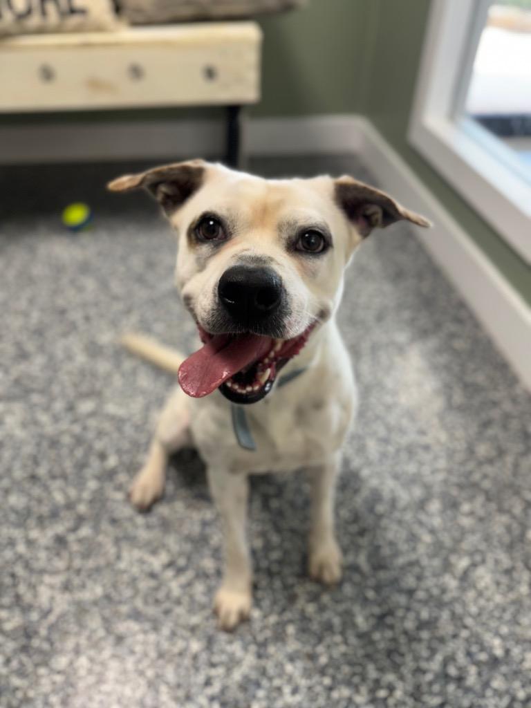 Enlarge Nova, a Adoptable mixed breed in Carthage, MO image 1/2