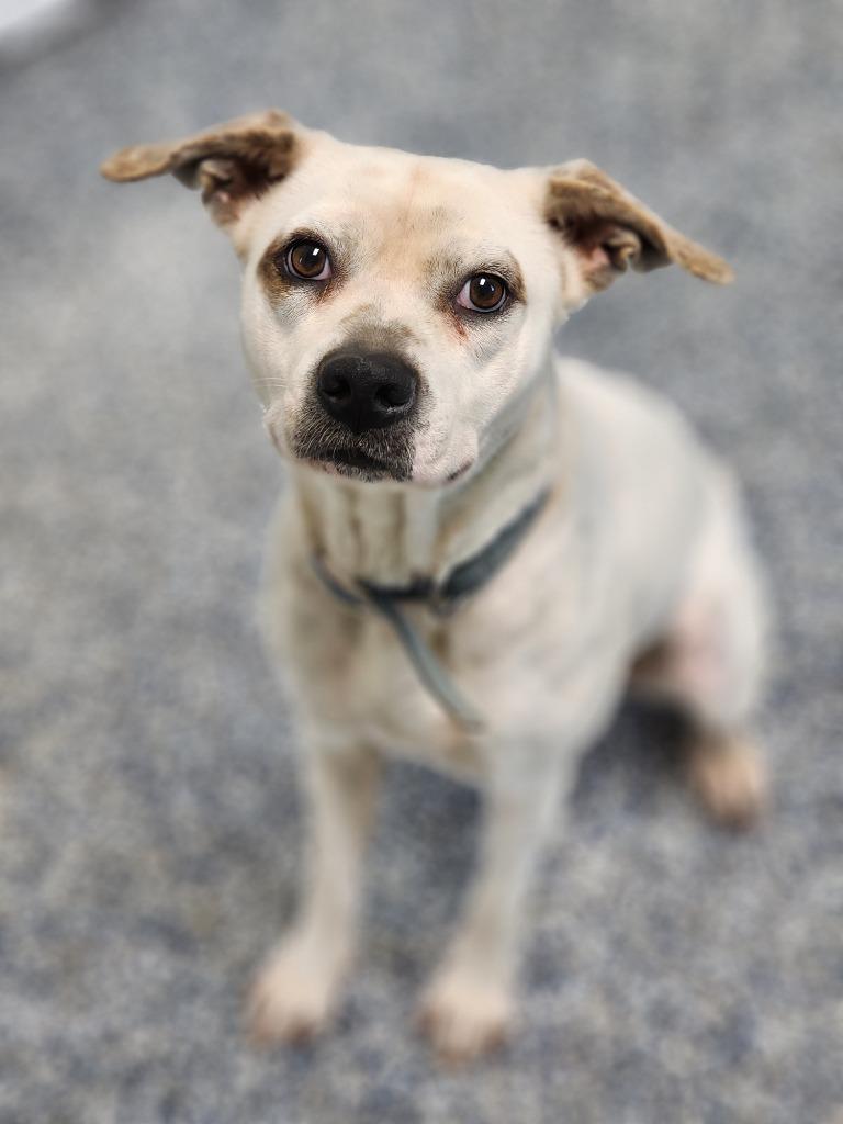 Enlarge Nova, a Adoptable mixed breed in Carthage, MO image 2/2