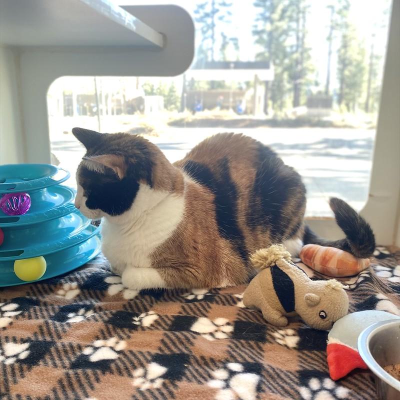 Enlarge Kit Kat, an adopted Domestic Short Hair in Truckee, CA image 5/5