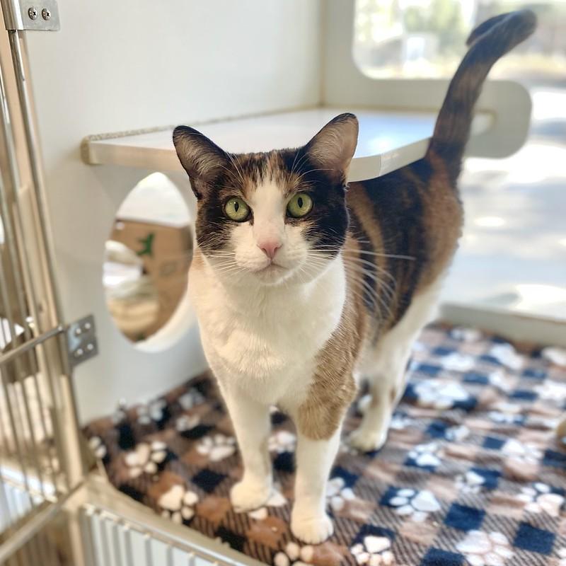 Enlarge Kit Kat, an adopted Domestic Short Hair in Truckee, CA image 4/5