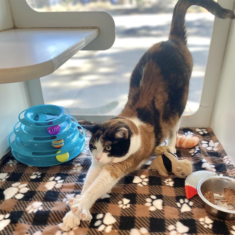 Enlarge Kit Kat, an adopted Domestic Short Hair in Truckee, CA image 3/5