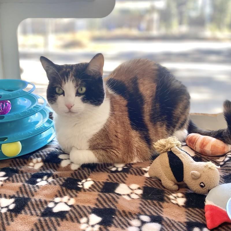 Enlarge Kit Kat, an adopted Domestic Short Hair in Truckee, CA image 2/5