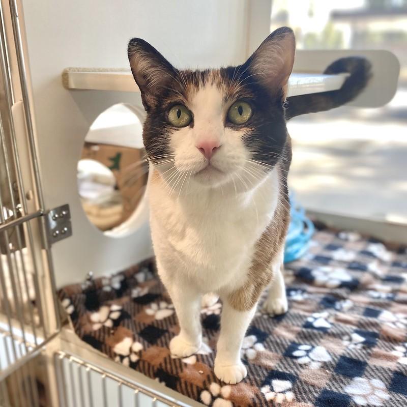 Enlarge Kit Kat, an adopted Domestic Short Hair in Truckee, CA image 1/5