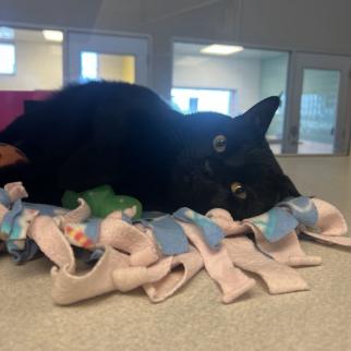 Finneus, Adoptable, Adult Male Domestic Short Hair.