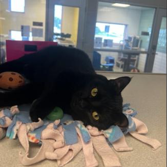 Enlarge Finneus, a Adoptable Domestic Short Hair in Cedar Rapids, IA image 2/3