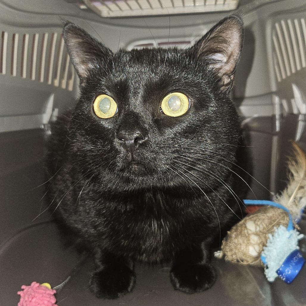 Enlarge Finneus, a Adoptable Domestic Short Hair in Cedar Rapids, IA image 3/3