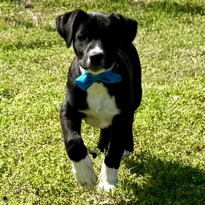Barney, Adoptable, Puppy Male Shepherd & Border Collie.
