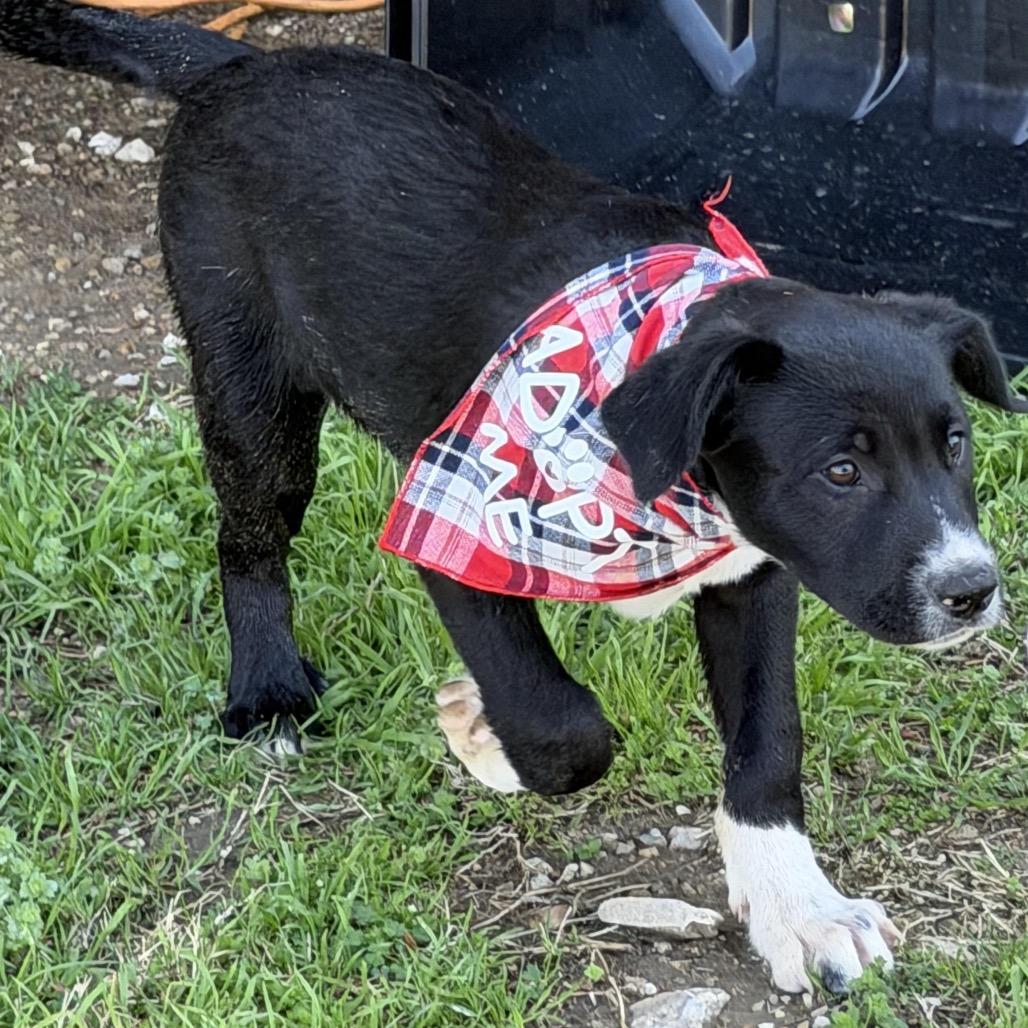 Enlarge Barney, a Adoptable mixed breed in Ennis, TX image 2/6