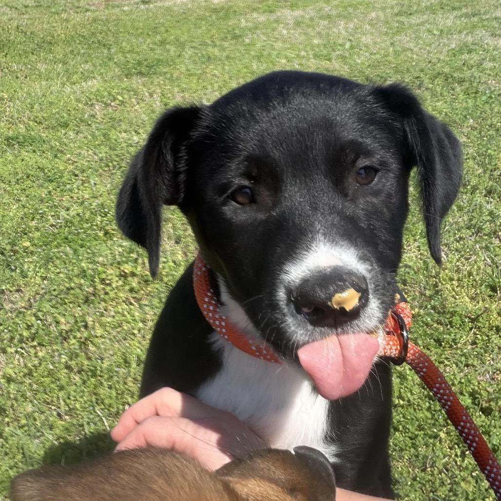 Enlarge Barney, a Adoptable mixed breed in Ennis, TX image 3/6