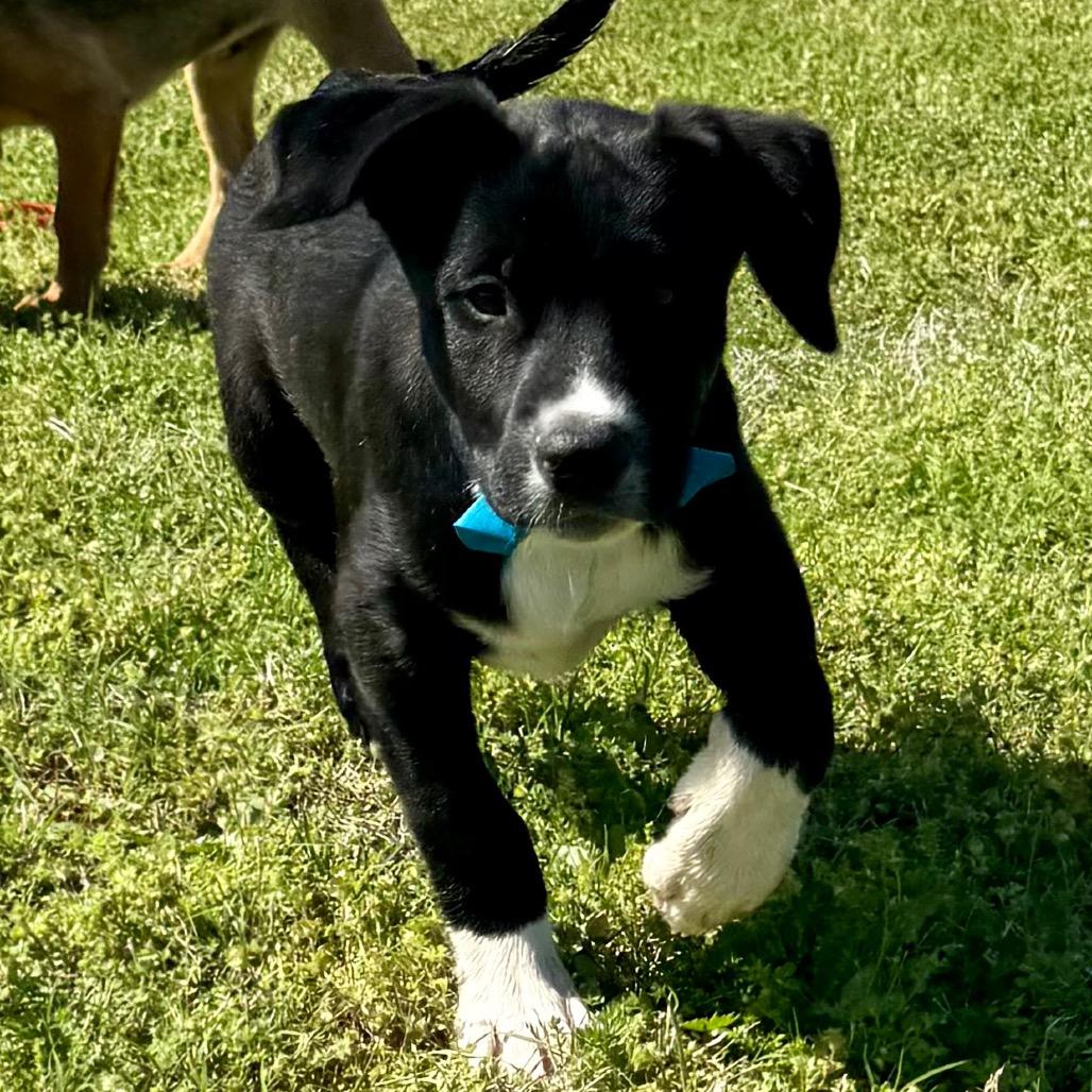 Enlarge Barney, a Adoptable mixed breed in Ennis, TX image 4/6