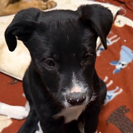 Enlarge Barney, a Adoptable mixed breed in Ennis, TX image 5/6