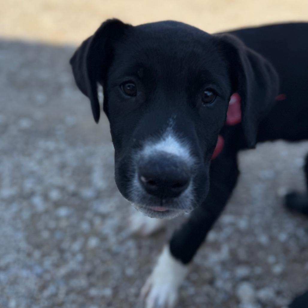 Enlarge Barney, a Adoptable mixed breed in Ennis, TX image 6/6