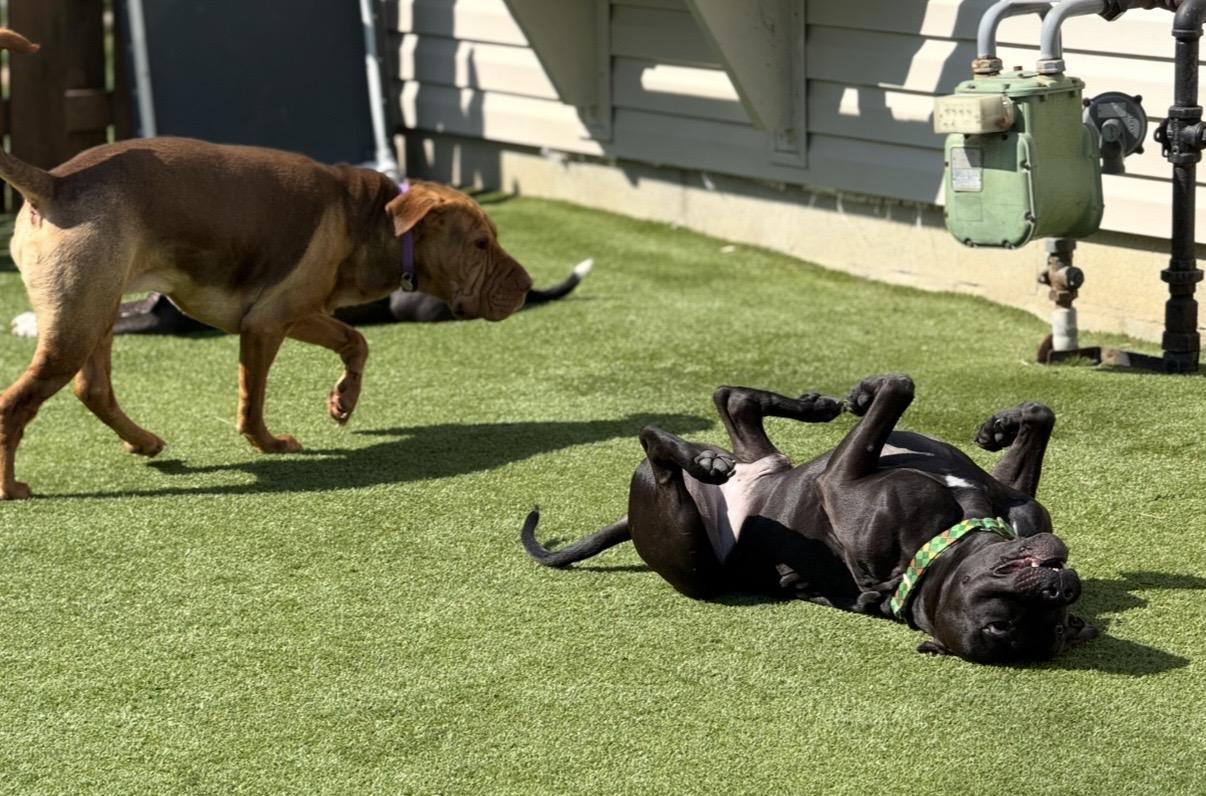 Enlarge Noah, a ADOPTABLE Pit Bull Terrier in Cleveland, OH image 2/6