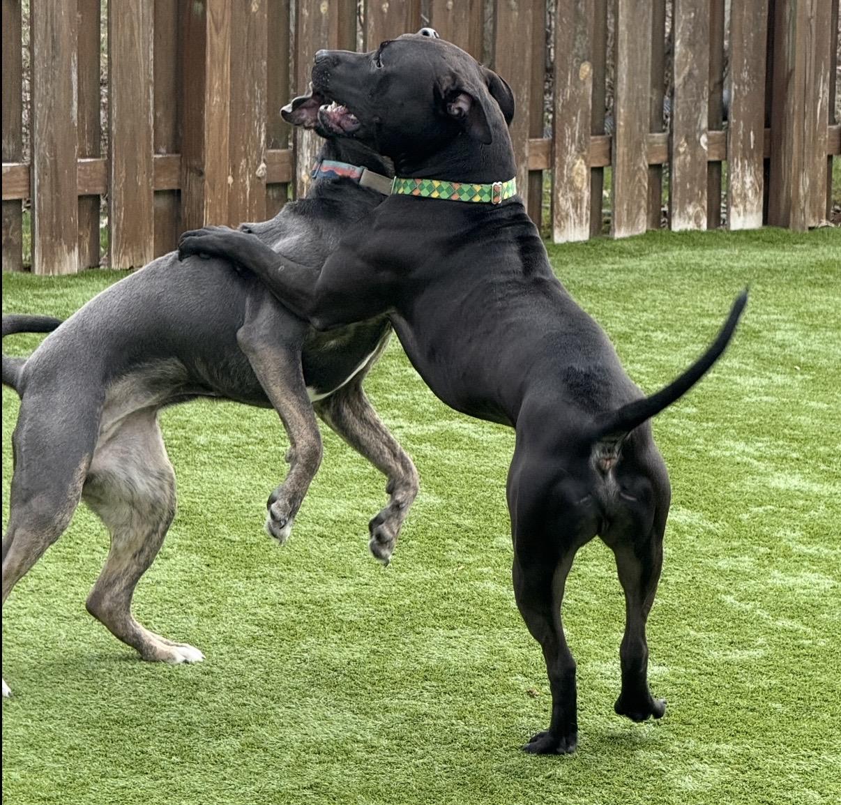 Enlarge Noah, a ADOPTABLE Pit Bull Terrier in Cleveland, OH image 6/6