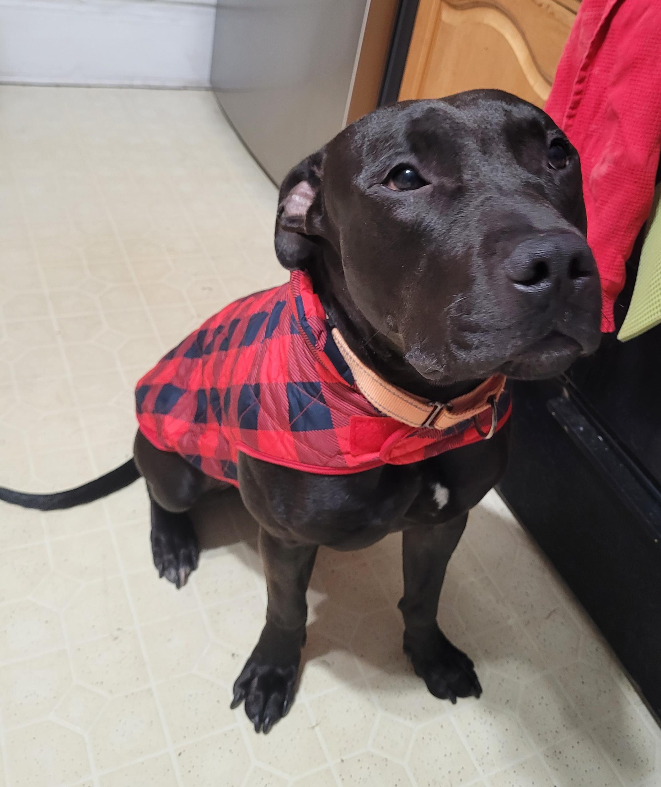 Enlarge Noah, a ADOPTABLE Pit Bull Terrier in Cleveland, OH image 4/6