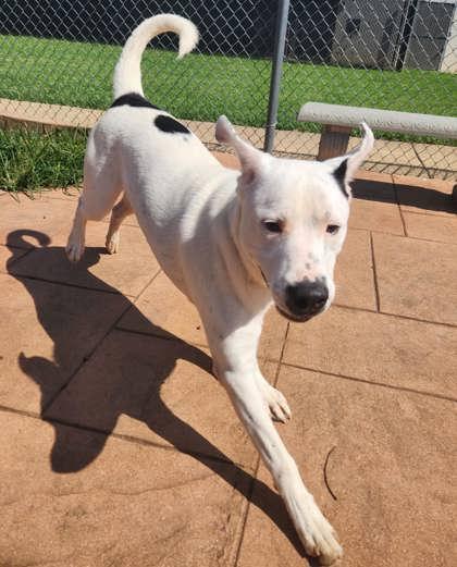 Whitey, Adoptable, Young Male Labrador Retriever & Terrier.