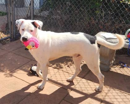 Whitey, a Adoptable mixed breed in Shreveport, LA image 2/2