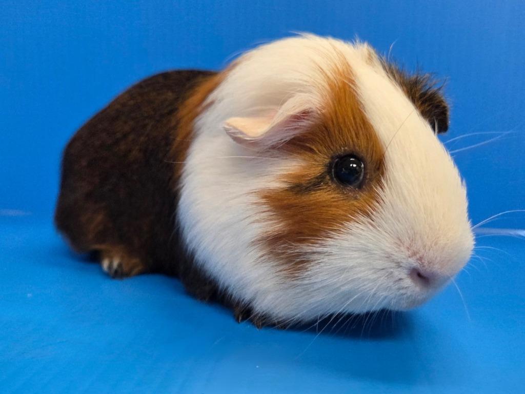 Jacob, Adoptable, Baby Male Guinea Pig.