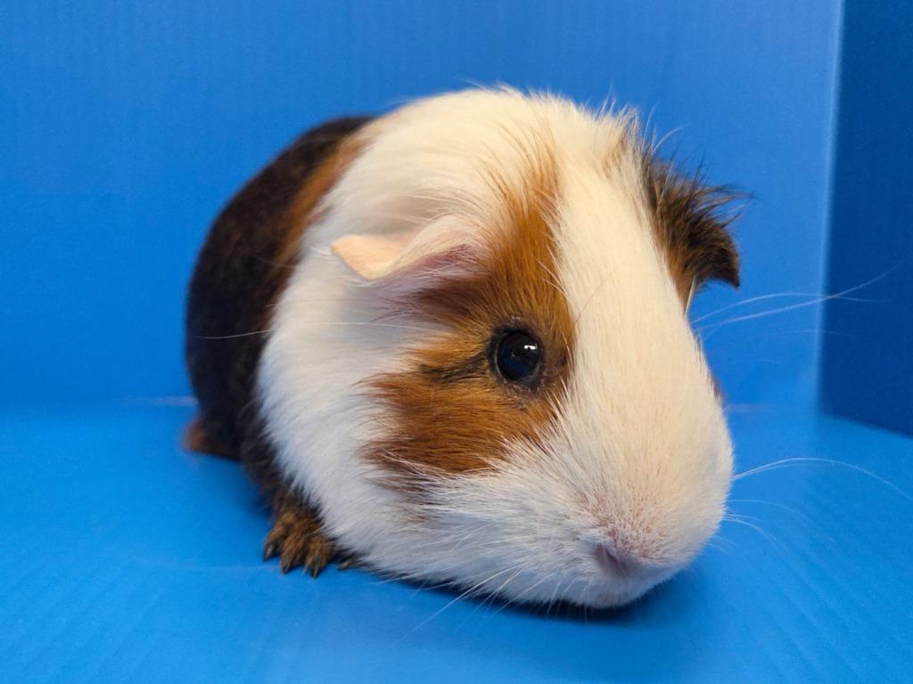 Enlarge Jacob, a Adoptable mixed breed in Lewisville, TX image 2/3