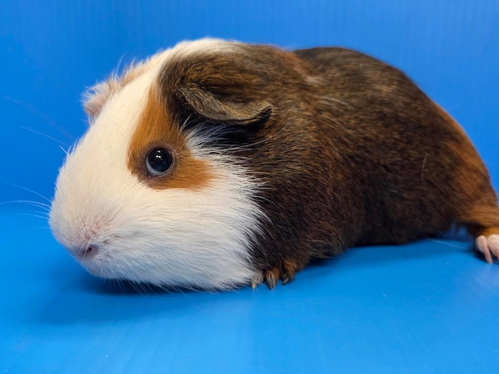 Enlarge Jacob, a Adoptable mixed breed in Lewisville, TX image 3/3
