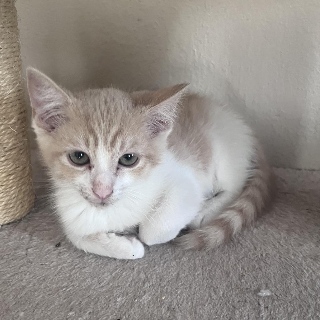 Tommy, Adoptable, Kitten Male Domestic Short Hair.