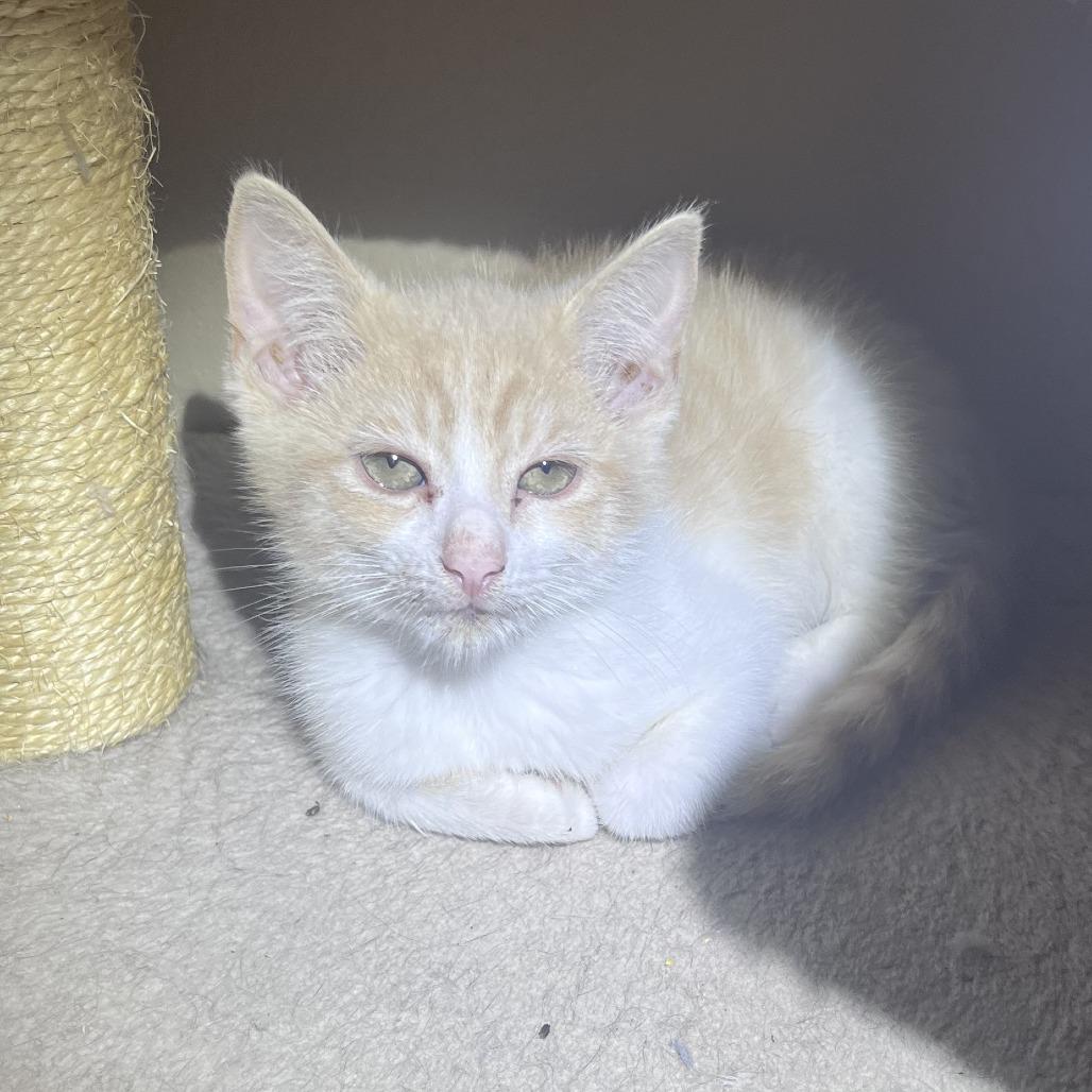 Tommy, a Adoptable Domestic Short Hair in Pleasanton, CA image 2/2
