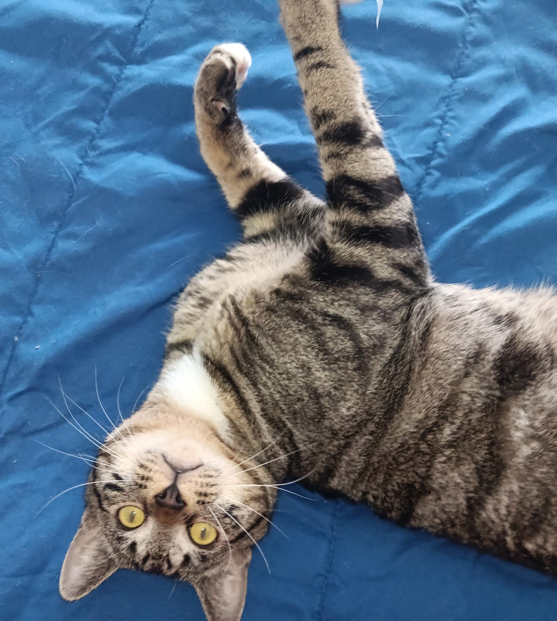 Max, Adoptable, Young Male Domestic Short Hair.